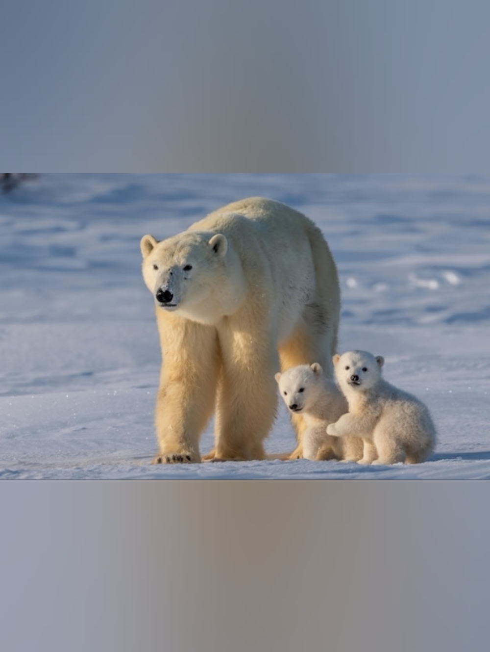 Custom Fridge Magnet Polar Bear Family